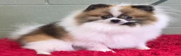 Pomeranian dogs for sale: Bits - Ad 4