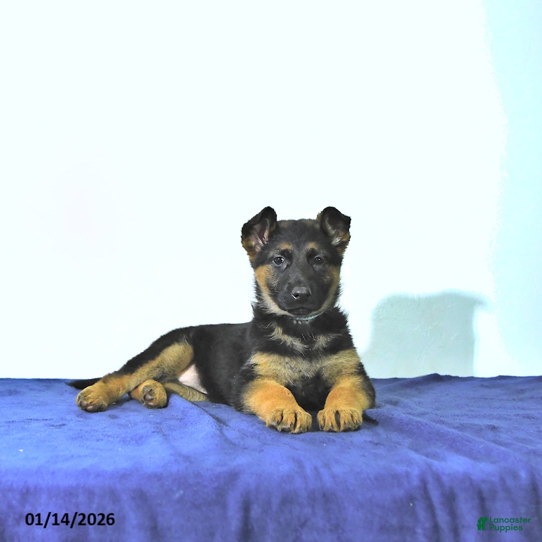 German Shepherd dogs for sale: Ripley - Ad 2
