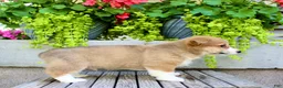 Welsh Corgi Pembroke dogs for sale: Rocky - Ad 6