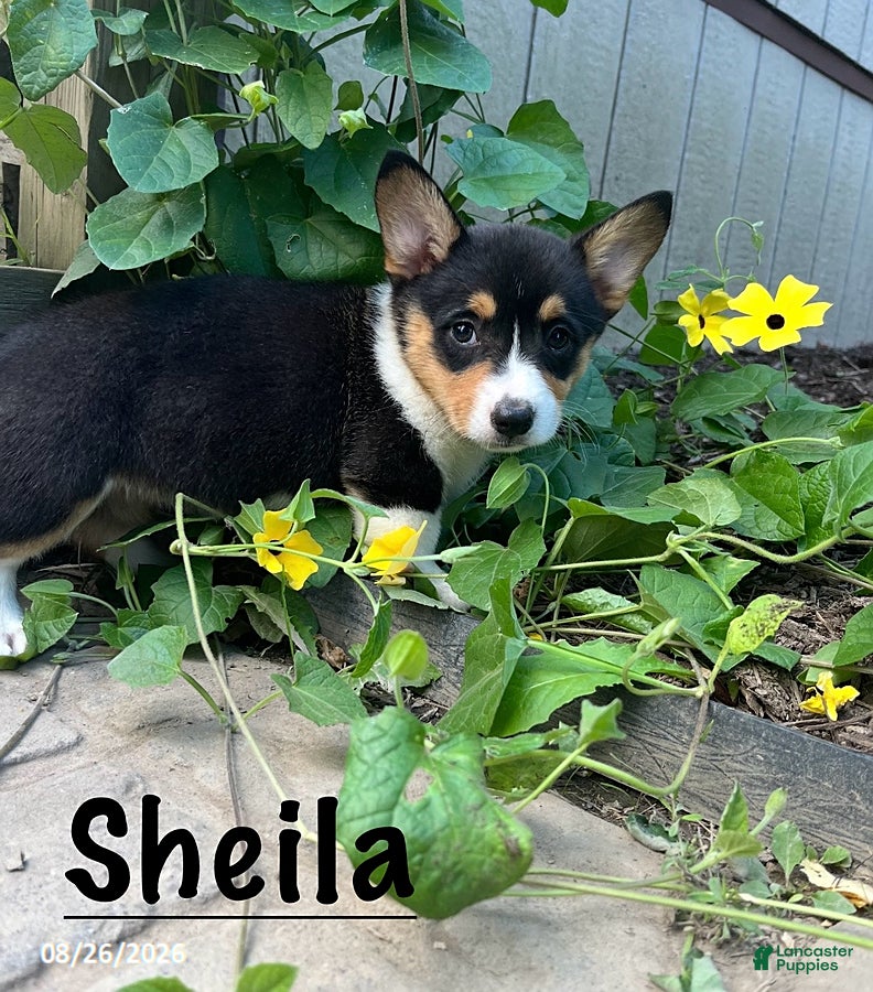 Welsh Corgi Pembroke dogs Sheila - Ad 2