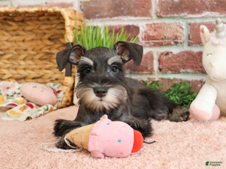 Miniature Schnauzer dogs - Ad 28