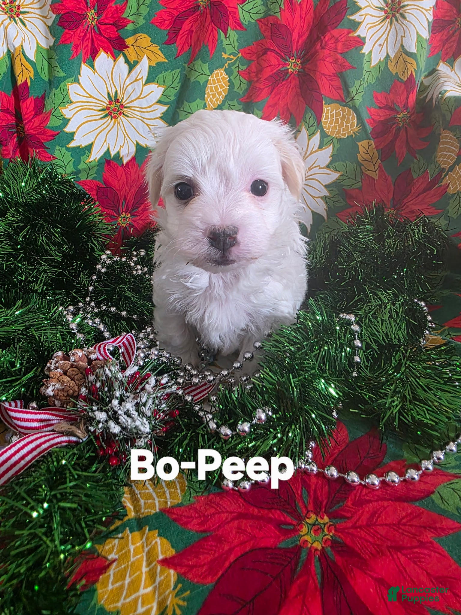 Coton De Tulear dogs Bo Peep - Ad 7