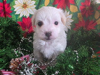 Coton De Tulear dogs Bo Peep - Ad 18