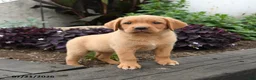 Labrador Retriever dogs for sale: Sparrow - Ad 1