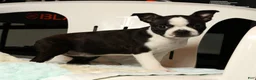 Boston Terrier dogs for sale: Rosie - Ad 7