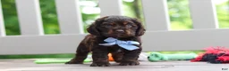 Cocker Spaniel dogs for sale: Charlie - Ad 5