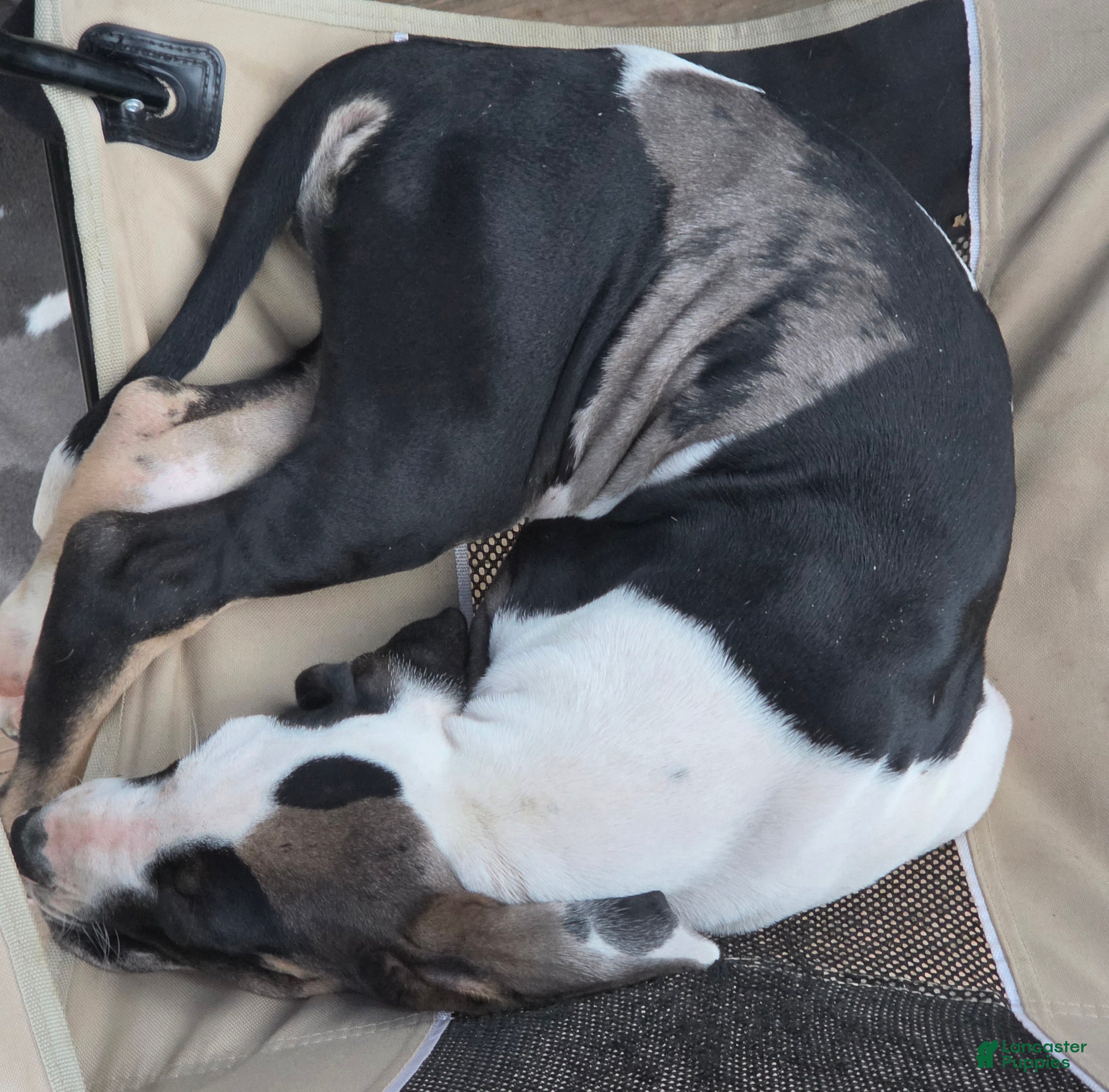 Great Dane dogs Juno - Ad 29