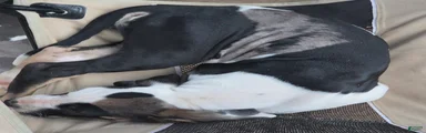 Juno