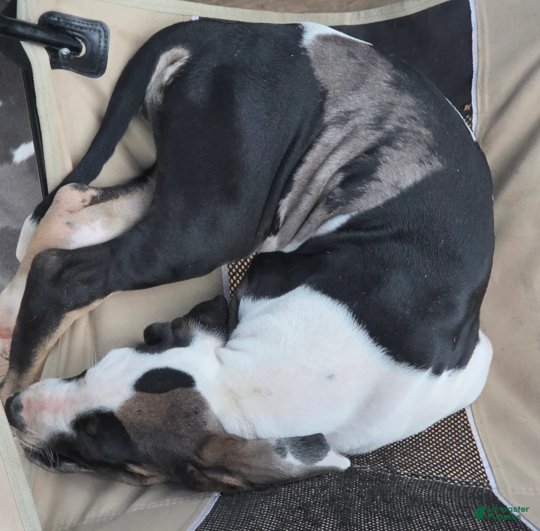 Great Dane dogs for sale: Juno - Ad 1