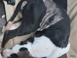 Great Dane dogs Juno - Ad 20