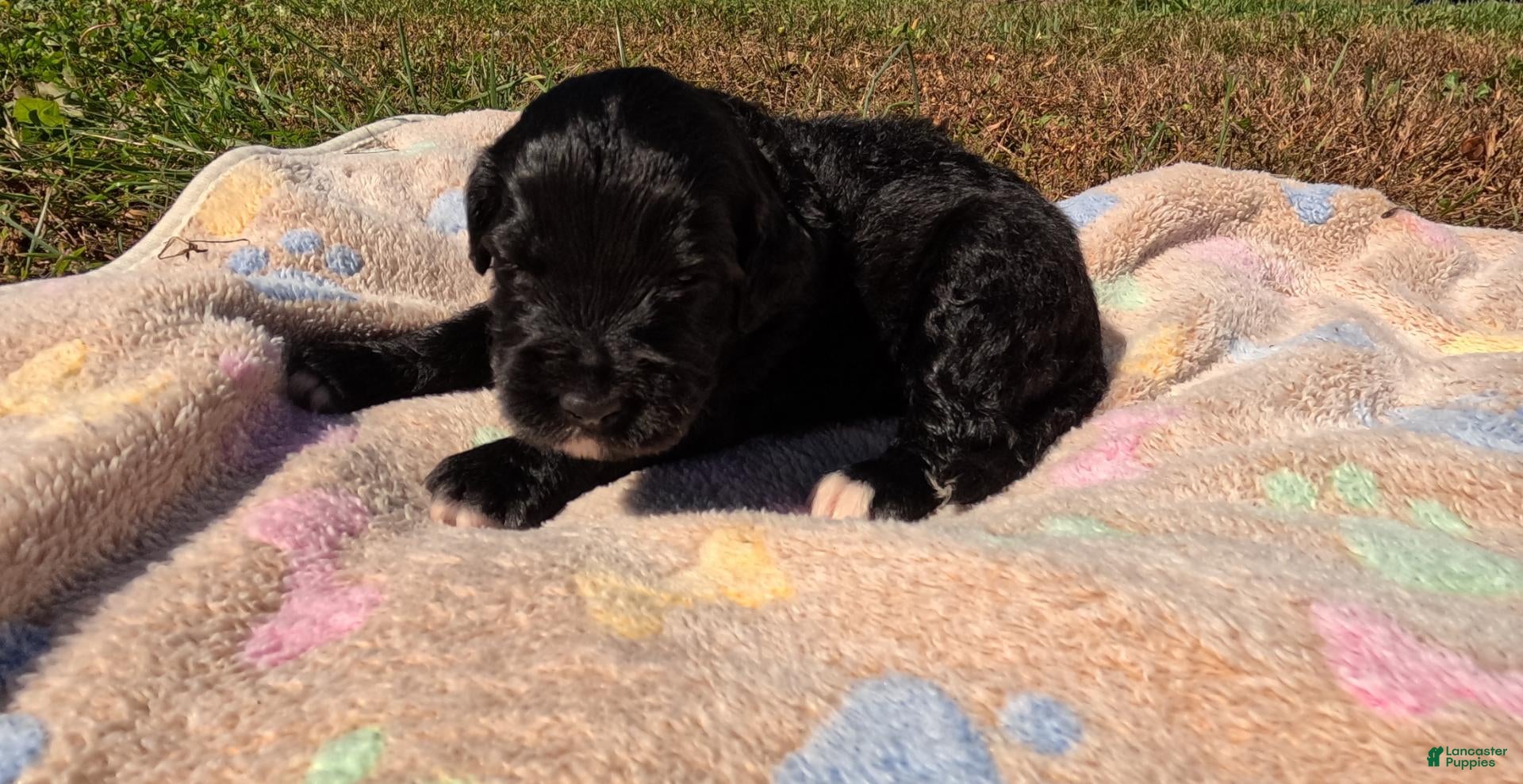 Bernedoodle dogs Acacia - Ad 1