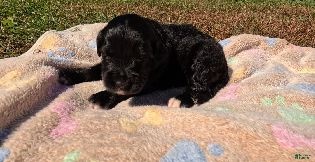 Bernedoodle dogs for sale: Acacia - Ad 1