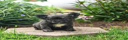 French Bulldog dogs for sale: Helen - Ad 5