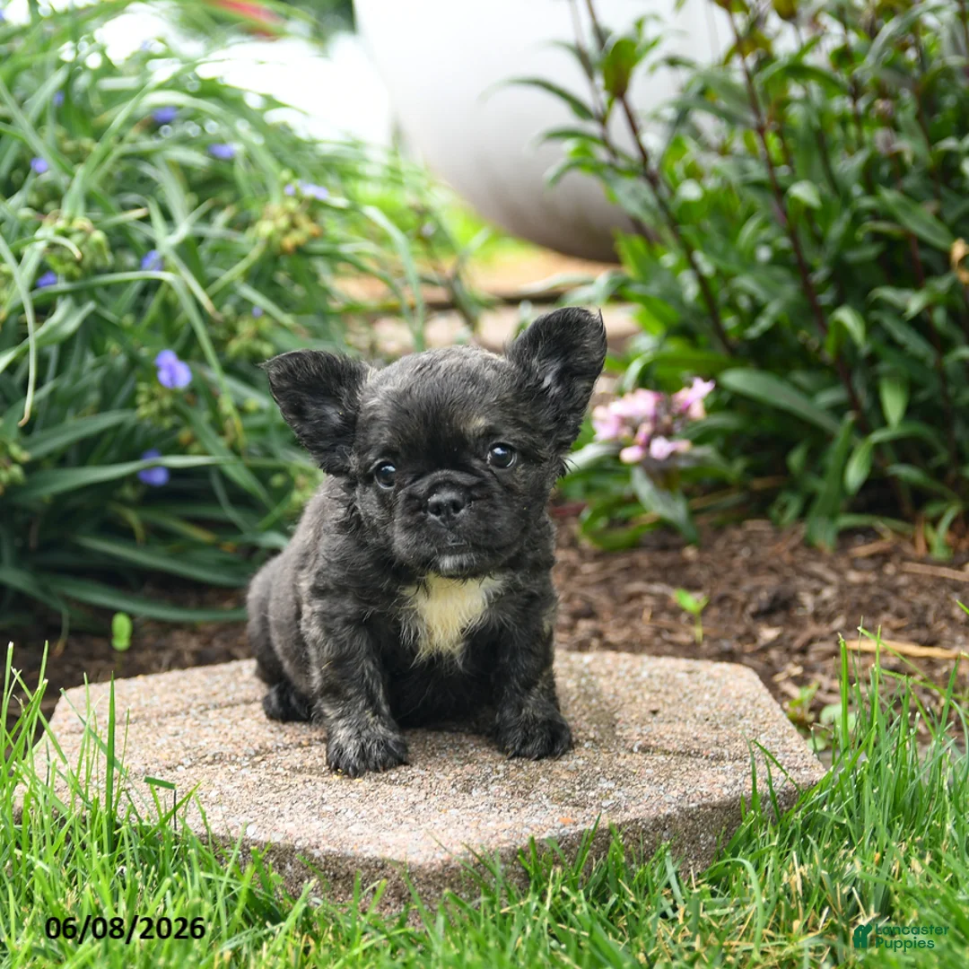 French Bulldog dogs for sale: Helen - Ad 5
