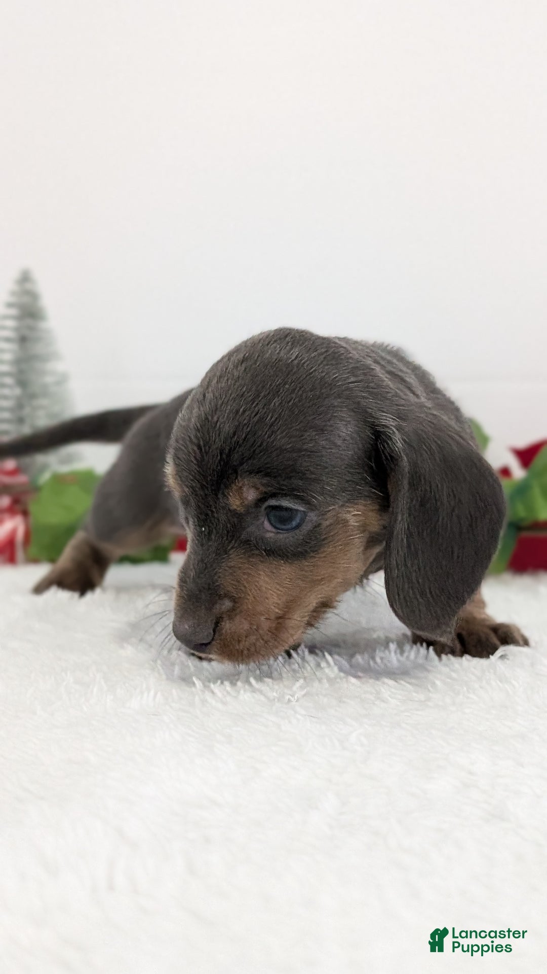 Miniature Dachshund dogs for sale: Xavier - Ad 7