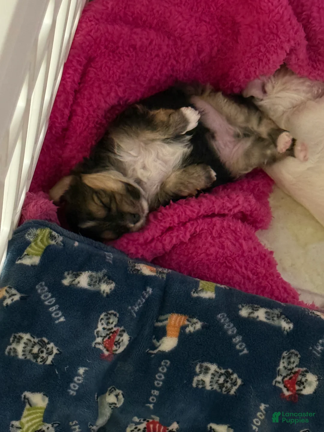 Mixed Breed dogs for sale: Yorkie Bichon Puppy 1 - Ad 1