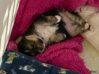 Mixed Breed dogs for sale: Yorkie Bichon Puppy 1 - Ad 4