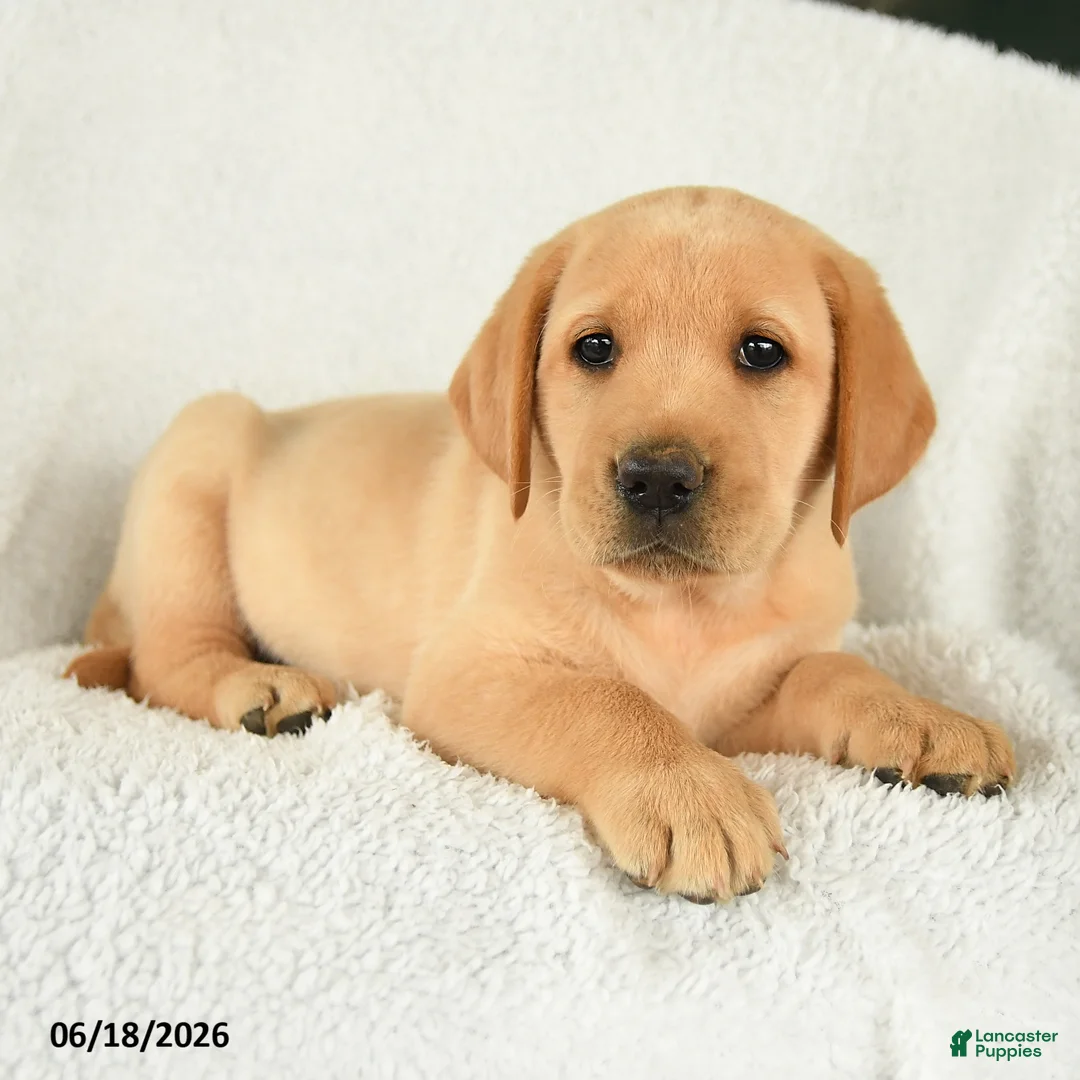 Labrador Retriever dogs for sale: Magnolia - Ad 3