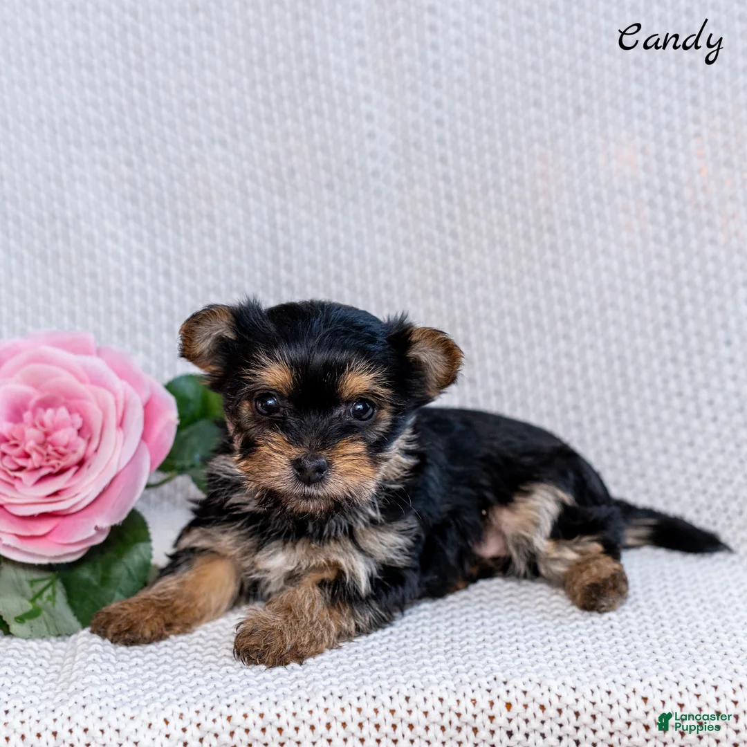 Morkie dogs for sale: Candy - Ad 3