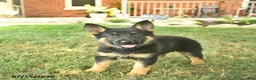 German Shepherd dogs for sale: Twinkle  - Ad 3