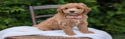 Mini Goldendoodle dogs for sale: Lucy - Ad 3
