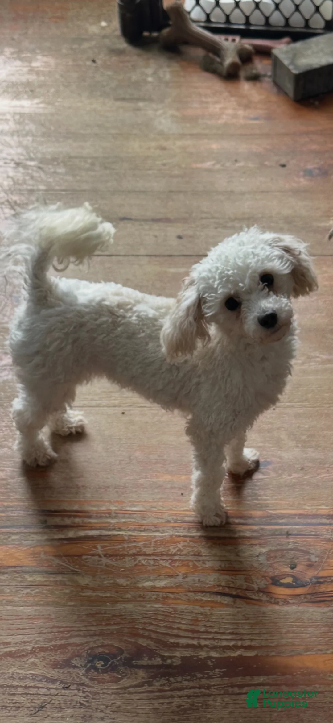 Yorkiepoo dogs for sale: Yorkiepoo Puppy 2 - Ad 2