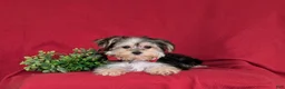 Morkie dogs for sale: Randall 6 lbs Full Grown - Ad 6