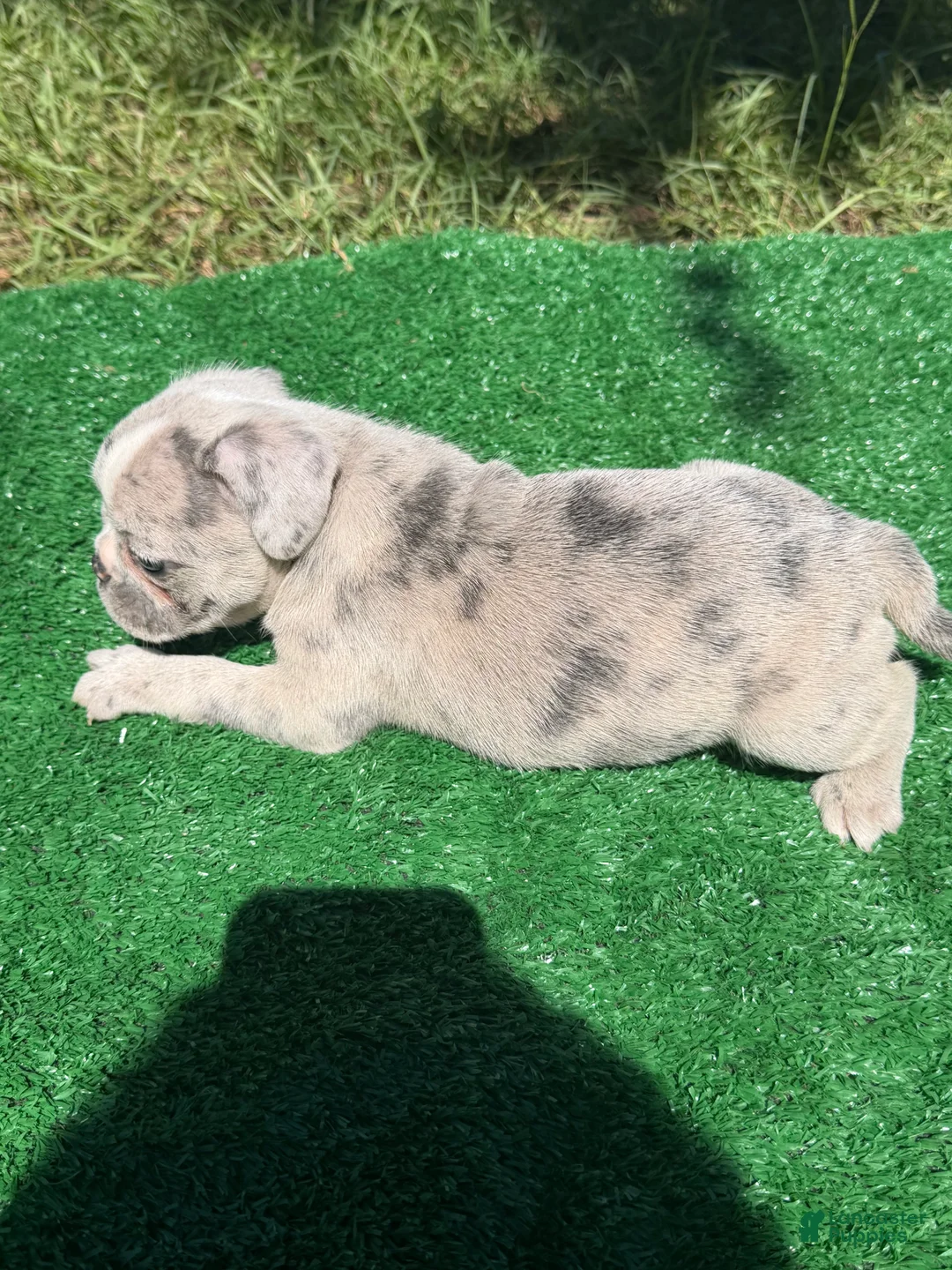 French Bulldog dogs for sale: French Bulldog 1 - Ad 2