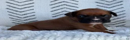 Boxer dogs for sale: Opi - Ad 3
