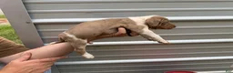 Catahoula Leopard Dog dogs for sale: Crossbow “Bow” aka Daisy  - Ad 10