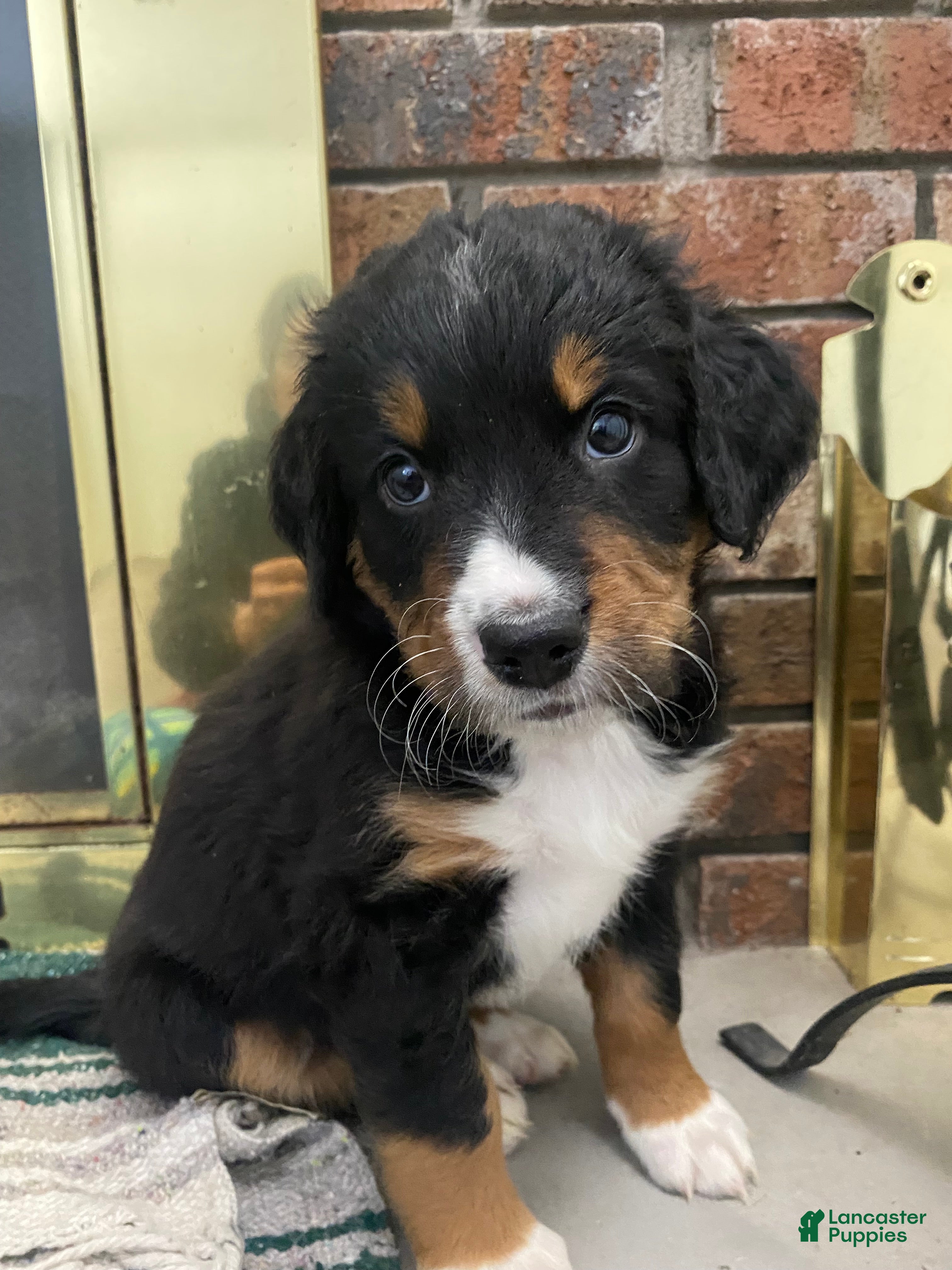 Bernedoodle dogs Romeo  - Ad 1