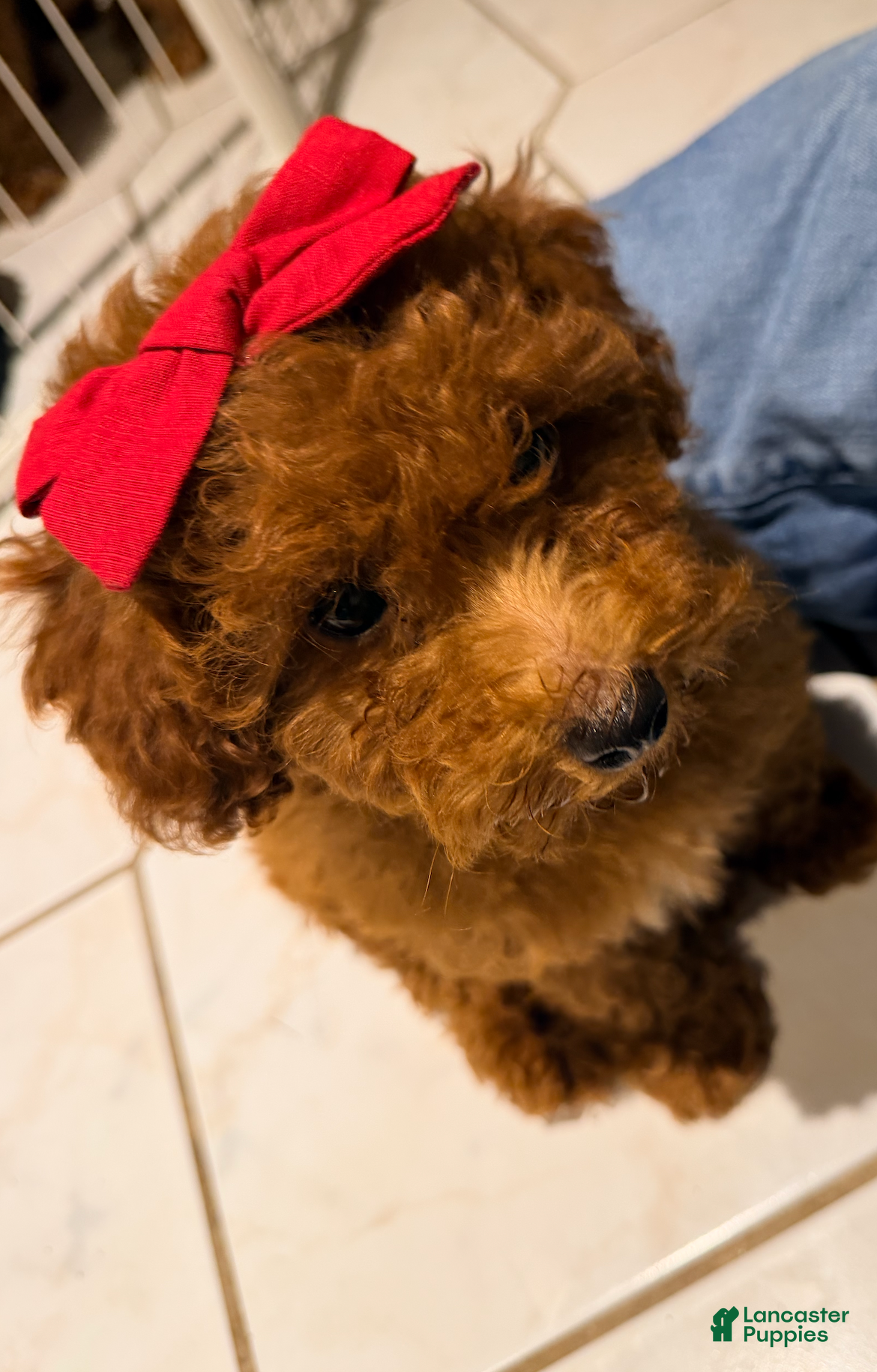 Toy Poodle dogs Maple -Potty and Crate Trained HOME RAISED - Ad 10