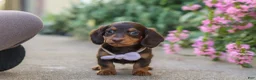 Miniature Dachshund dogs for sale: Lila - Ad 5