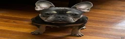 French Bulldog dogs for sale: French Bulldog 1 - Ad 11