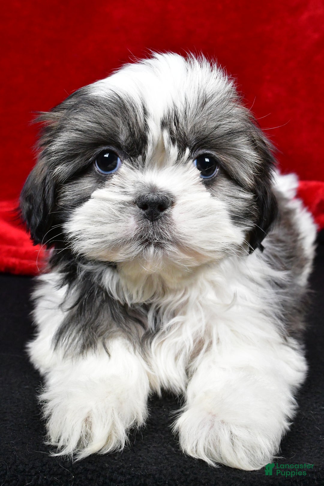Shih Tzu dogs for sale: Daisy - Ad 7