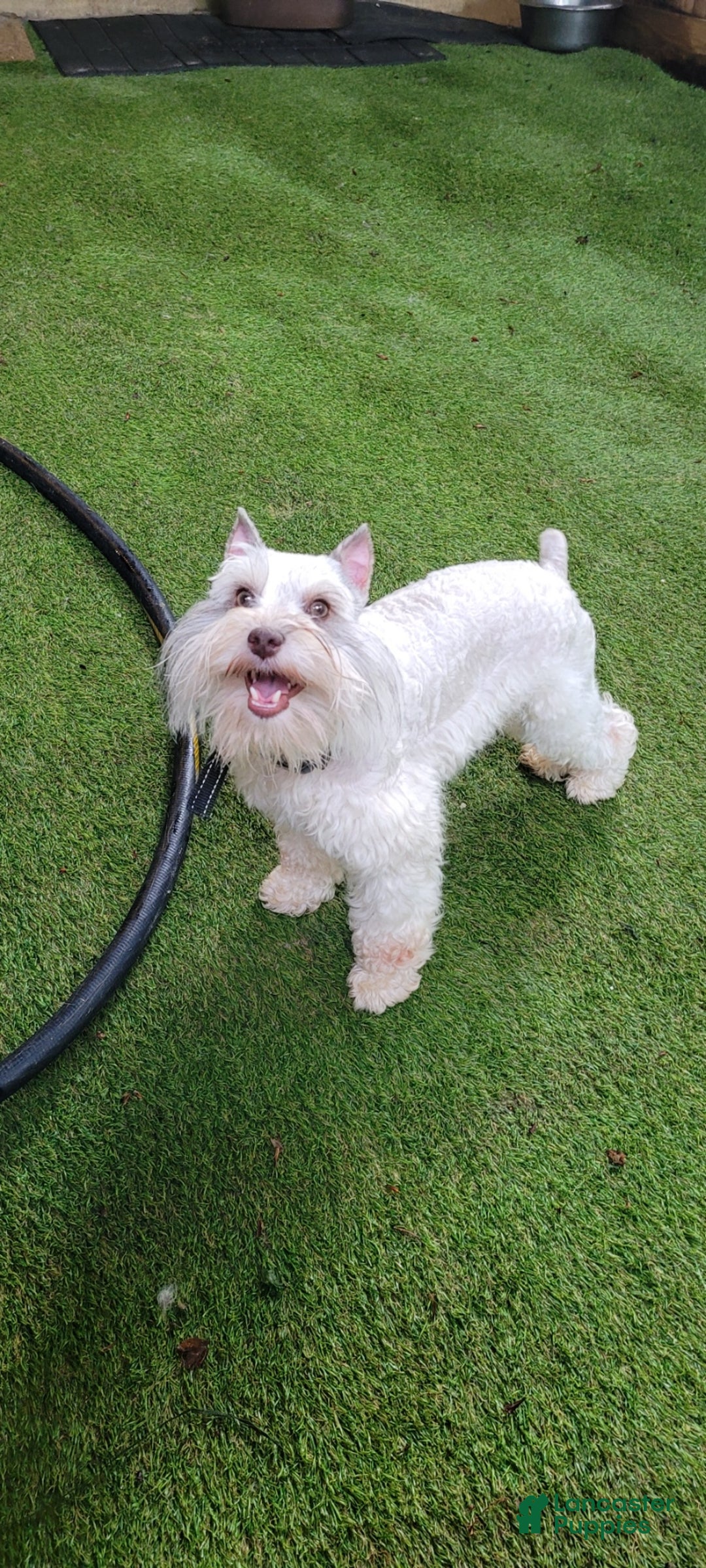 Miniature Schnauzer dogs for sale: Mrs. Claus - Ad 5