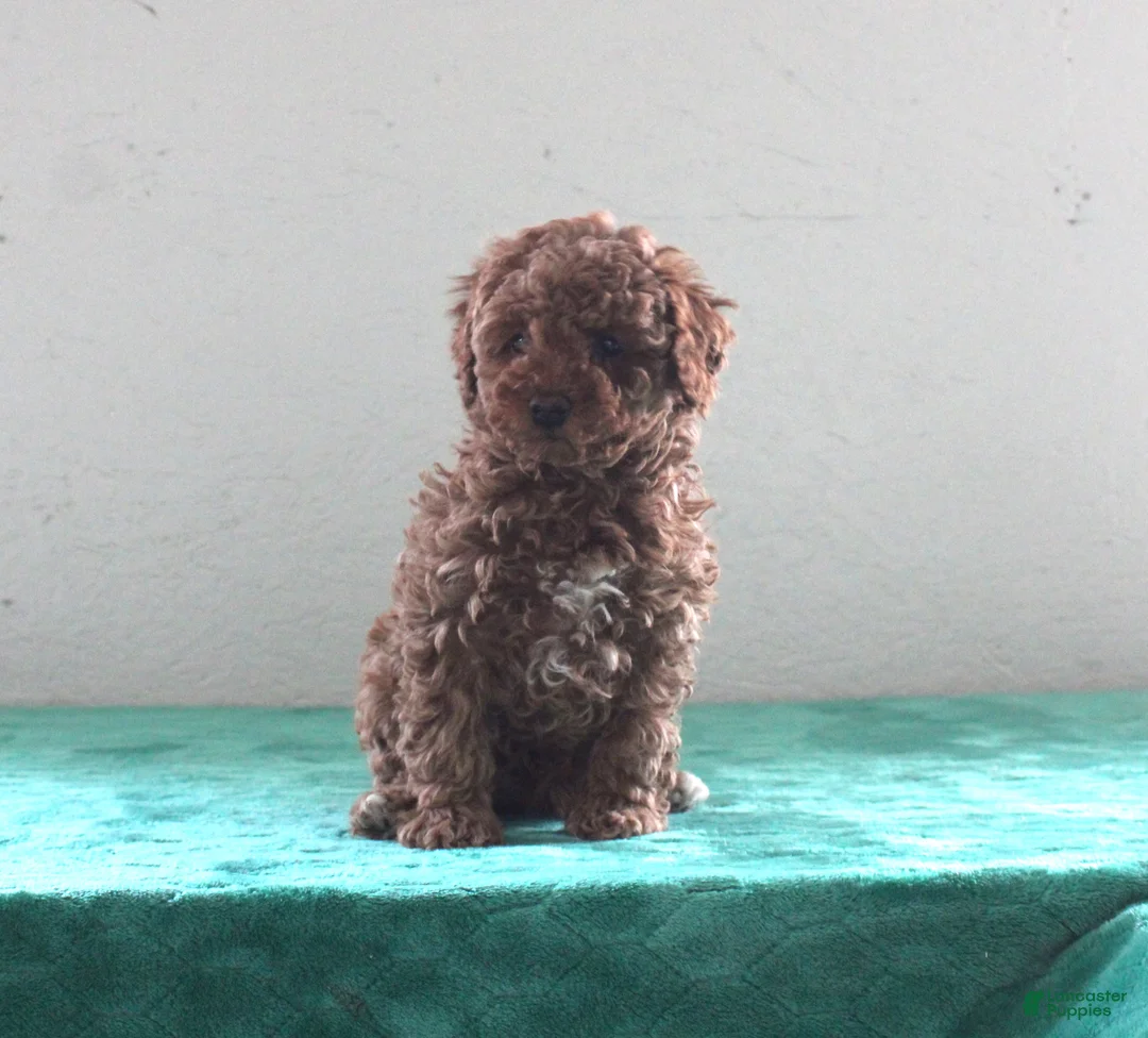 Miniature Poodle dogs for sale: Lamar - Ad 1