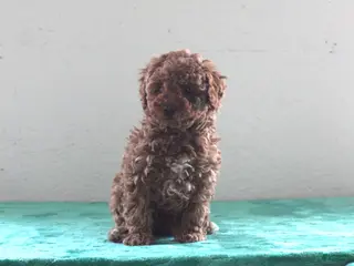 Miniature Poodle dogs for sale: Lamar - Ad 3