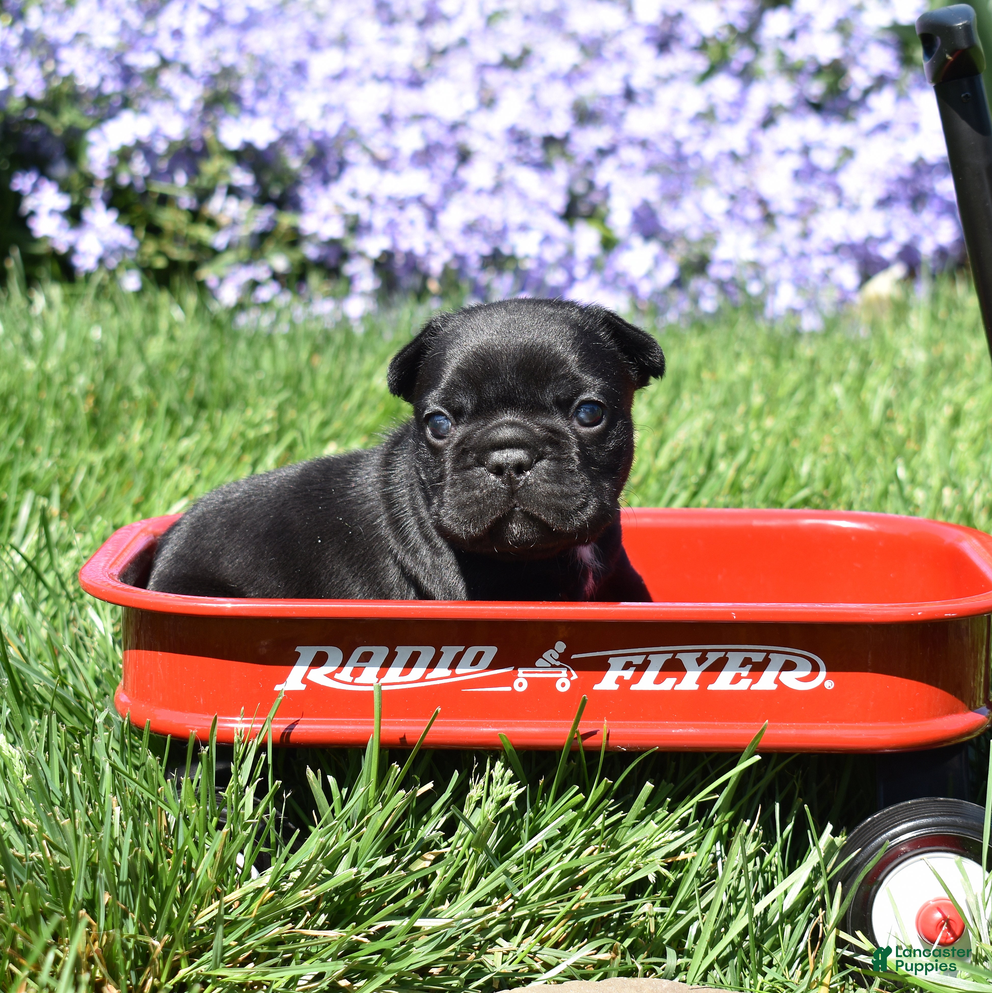 French Bulldog dogs Midnight - Ad 2
