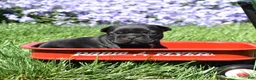 French Bulldog dogs for sale: French Bulldog Puppy 1 - Ad 2