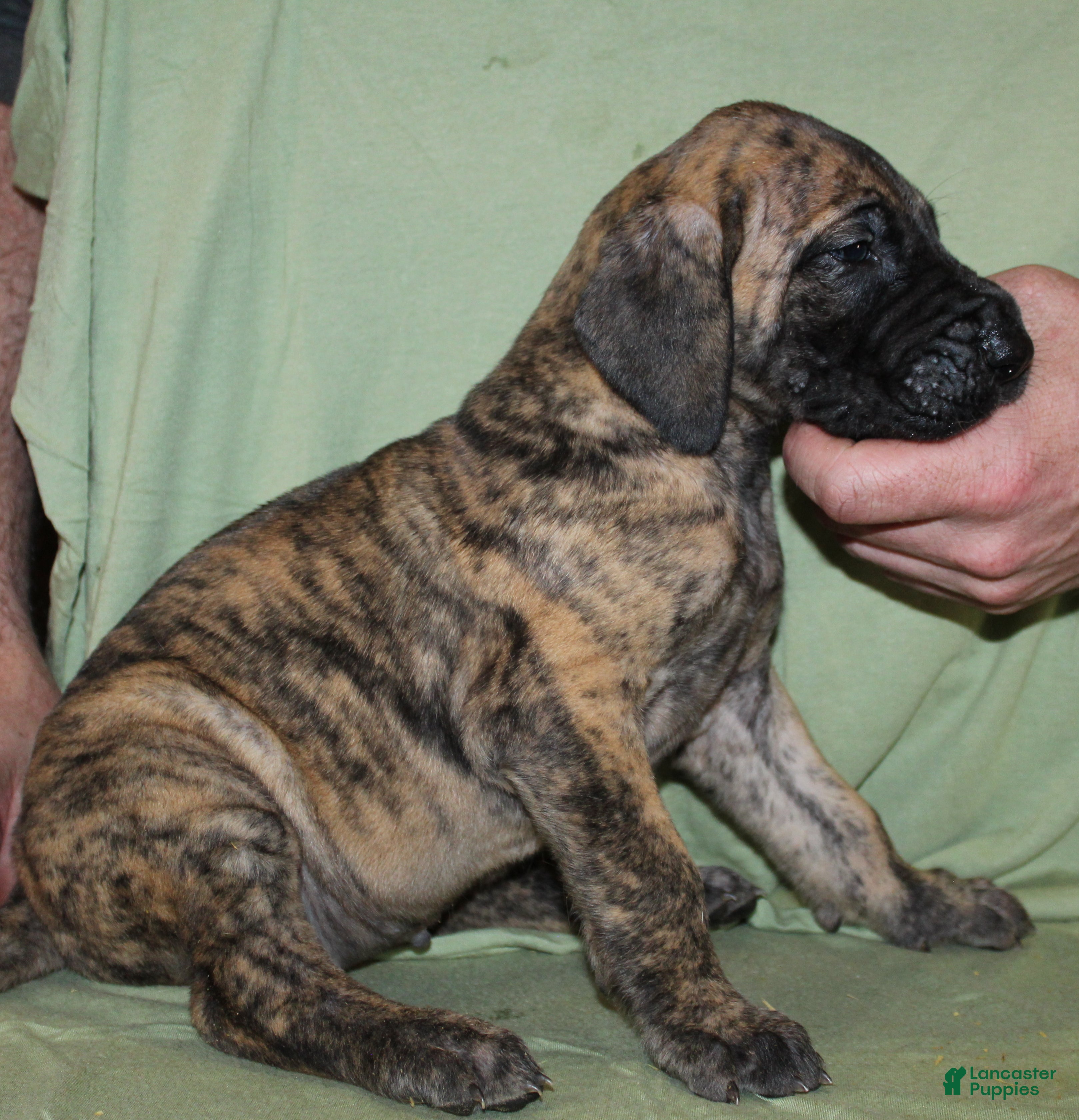 Great Dane dogs Sierra - Ad 40