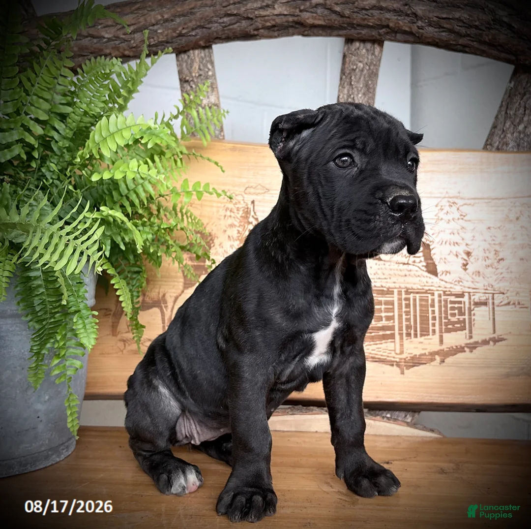 Cane Corso dogs for sale: Spunk - Ad 3