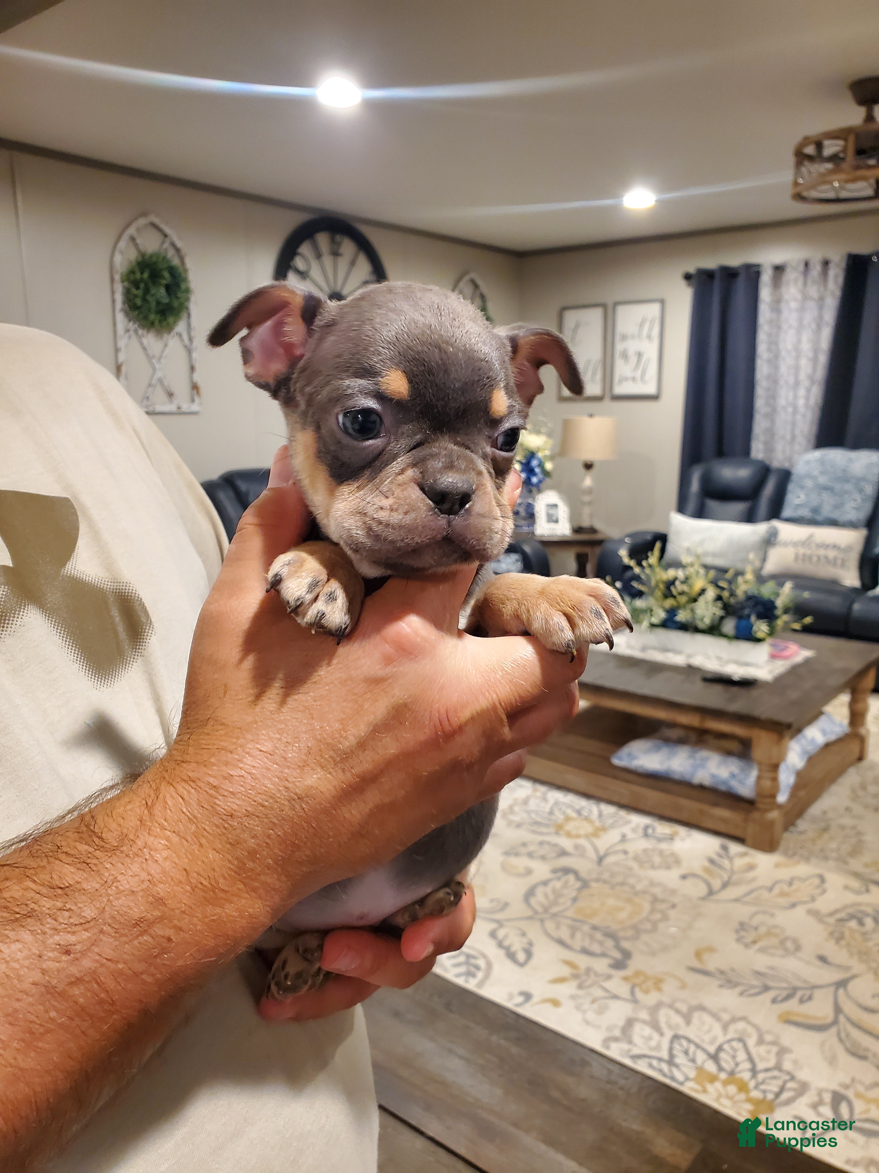 Mixed Breed dogs for sale: Frenchton - Ad 7