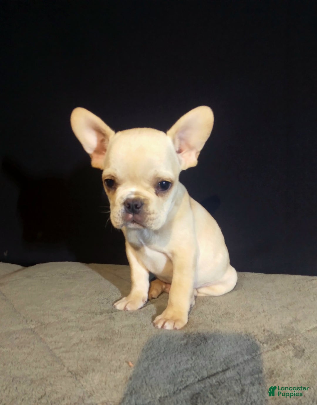 French Bulldog dogs for sale: Ean - Ad 4