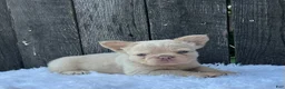 French Bulldog dogs for sale: Milo - Ad 4