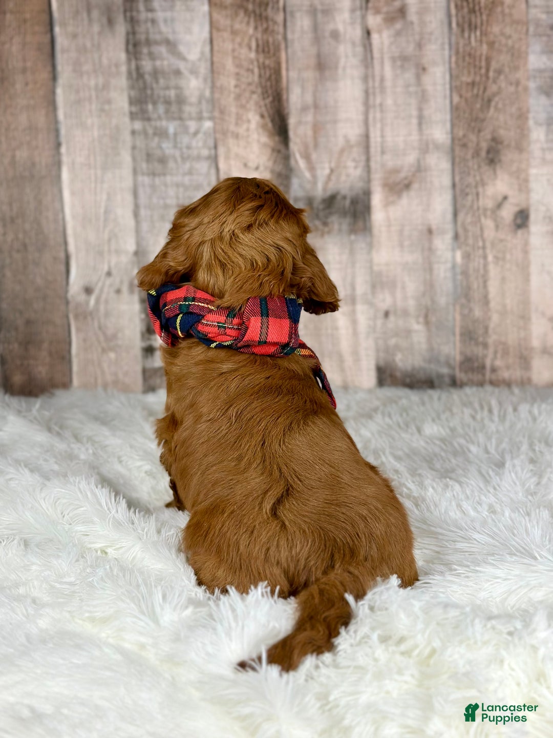 Cavapoo dogs for sale: Girl Millie - 4939 - Ad 3