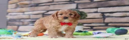 Cavapoo dogs for sale: Clyde - Ad 3