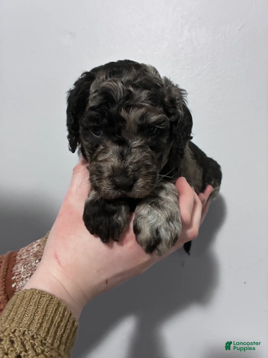 Mixed Breed dogs for sale: Mia - Ad 1