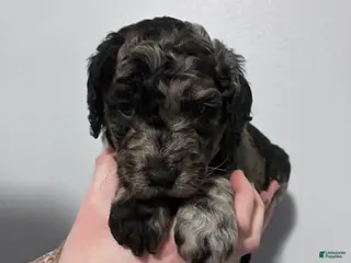 Mixed Breed dogs Mia - Ad 28