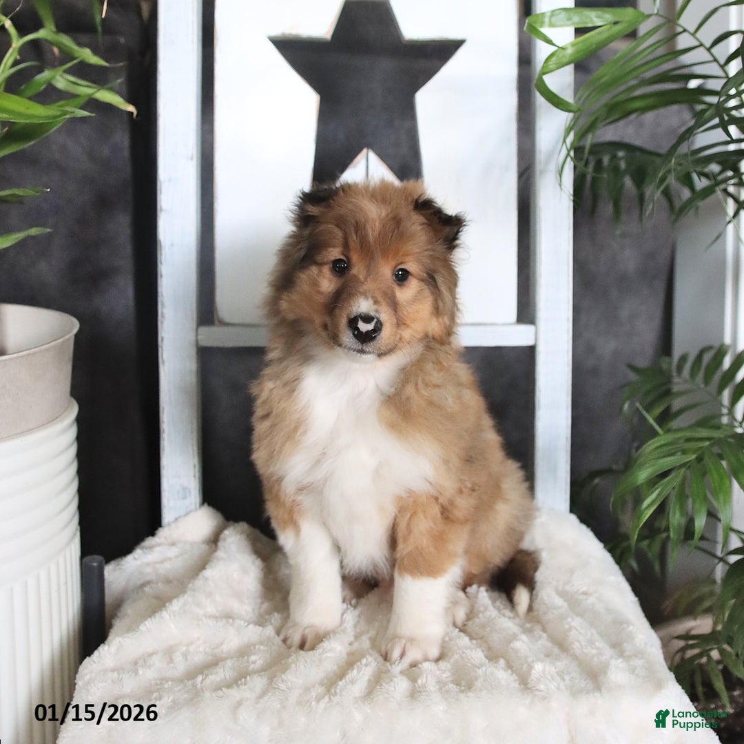Shetland Sheepdog dogs for sale: Cooper - Ad 3